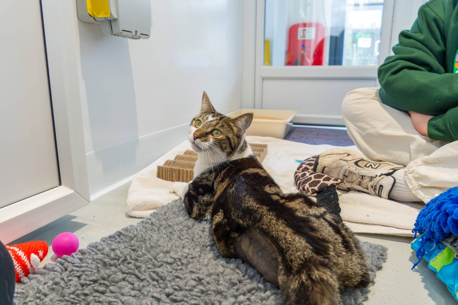 A tabby cat with green eyes lies on a grey rug near some toys and a scratching pad, looking back over its shoulder. A person in green sits nearby in what appears to be an animal shelter room.