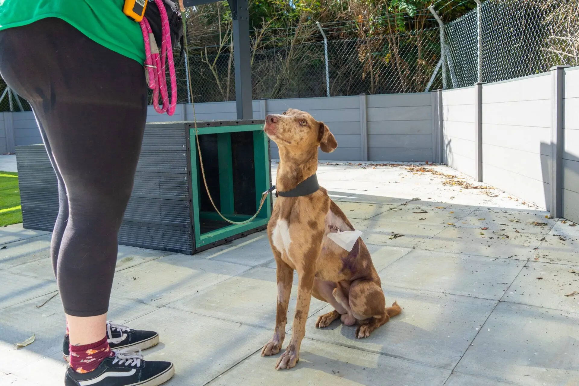 A brown and white dog with a bandage on its side sits and looks up at a person in black leggings, a green shirt, and trainers, holding a pink lead outdoors near a fence.