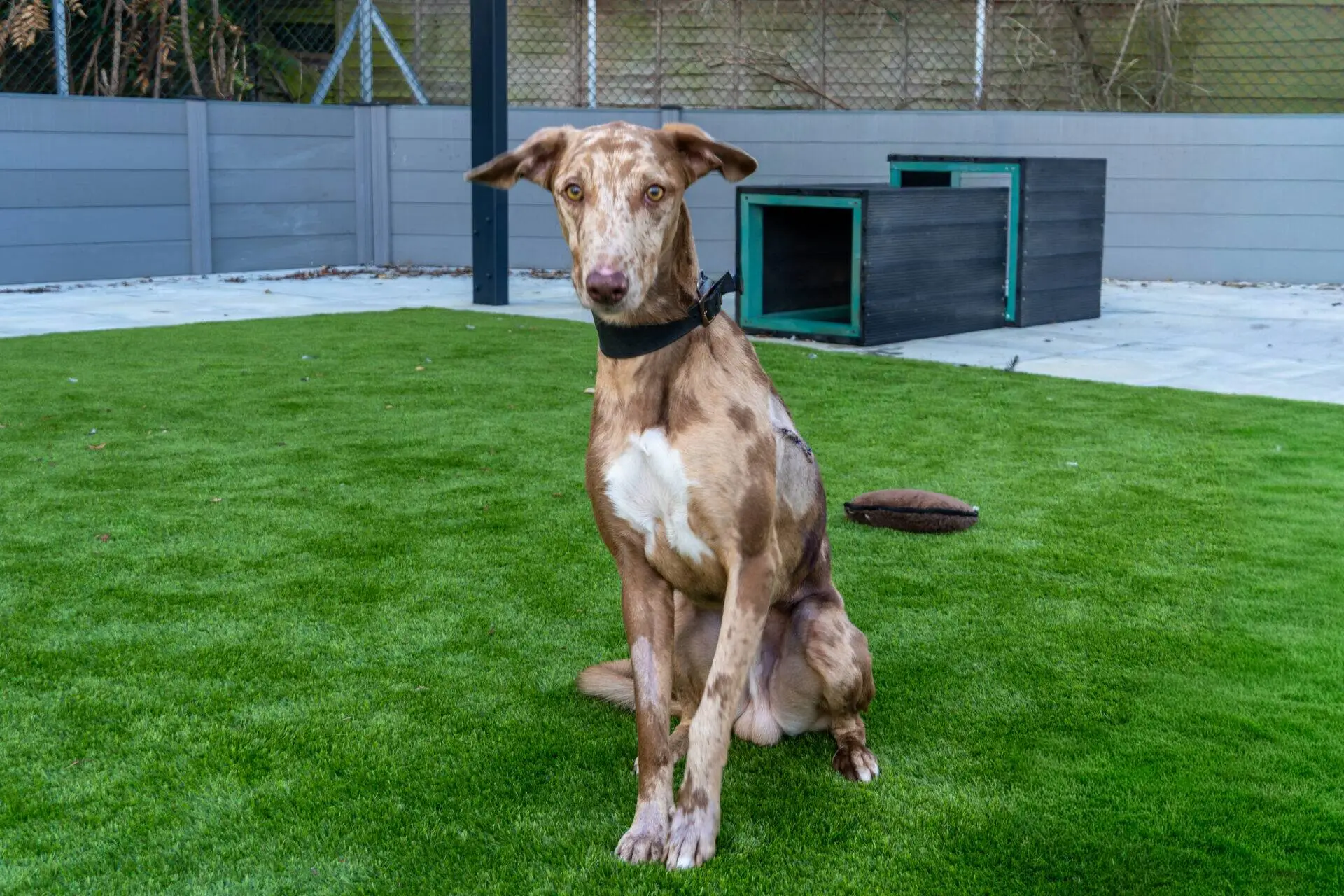 A brown and white mottled lurcher with a black collar sits on artificial grass in a fenced area, with a black and green kennel and a toy nearby.