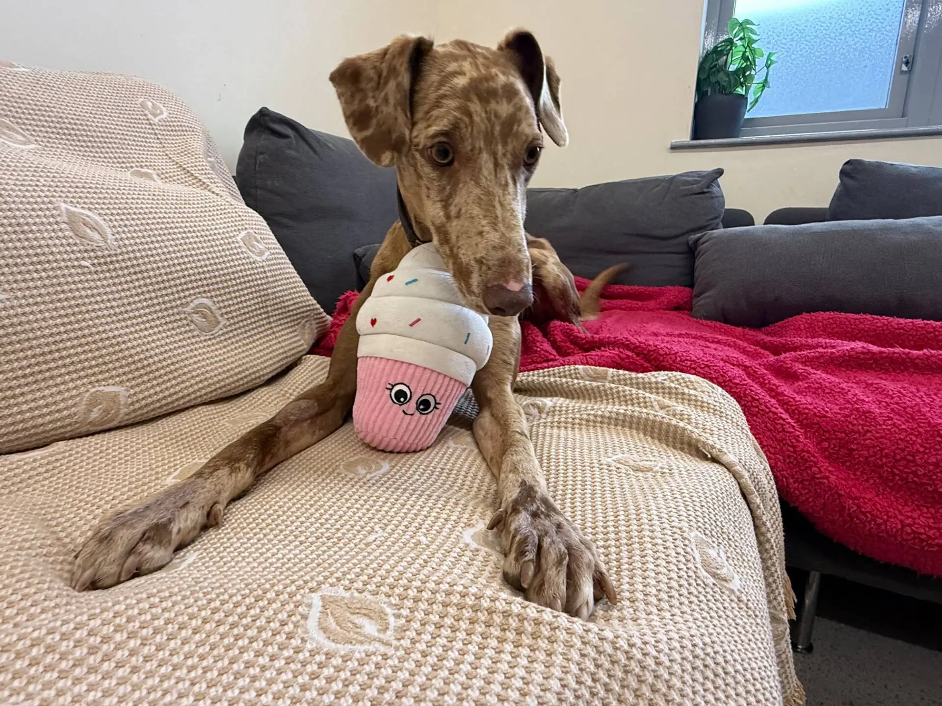 A brown, spotted lurcher lies on a beige sofa, holding a pink cupcake-shaped soft toy with a smiling face. There is a red blanket and grey cushions nearby, and a small plant on the window sill in the background.