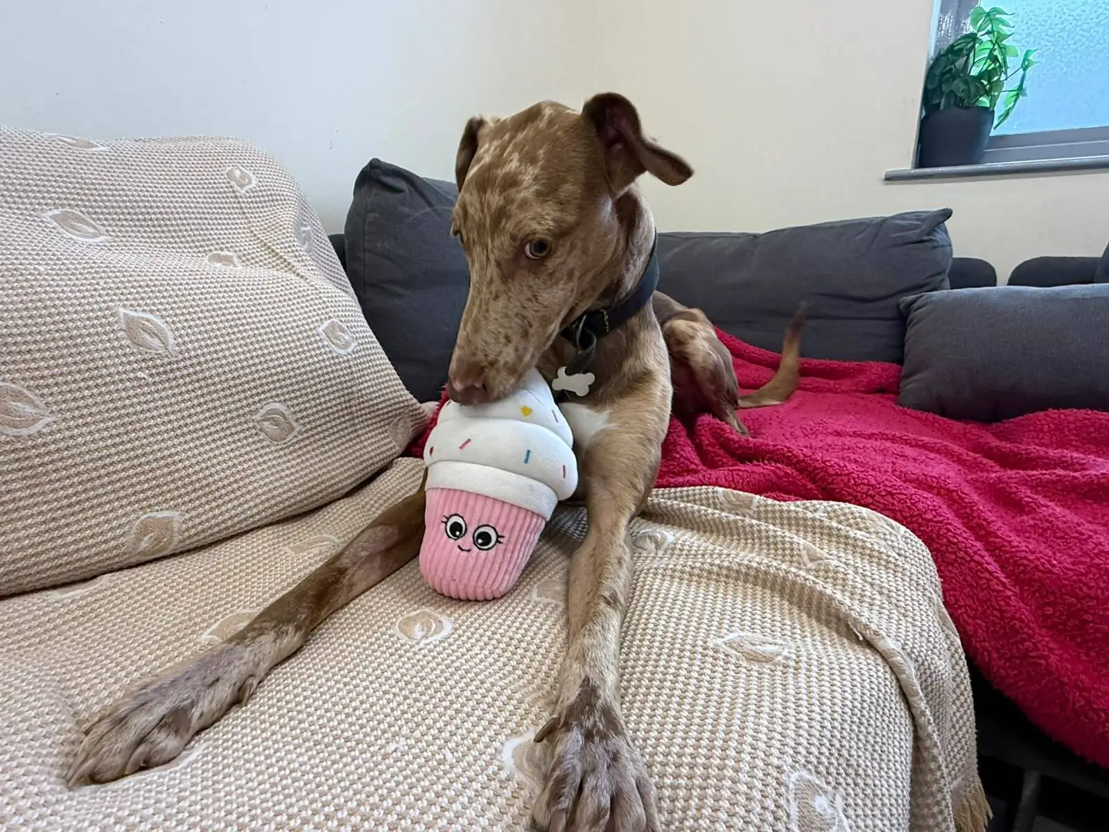 A brown dog lies on a beige sofa, holding a pink cupcake-shaped soft toy. There's a red blanket and grey cushions nearby, and a plant is visible on the windowsill in the background.