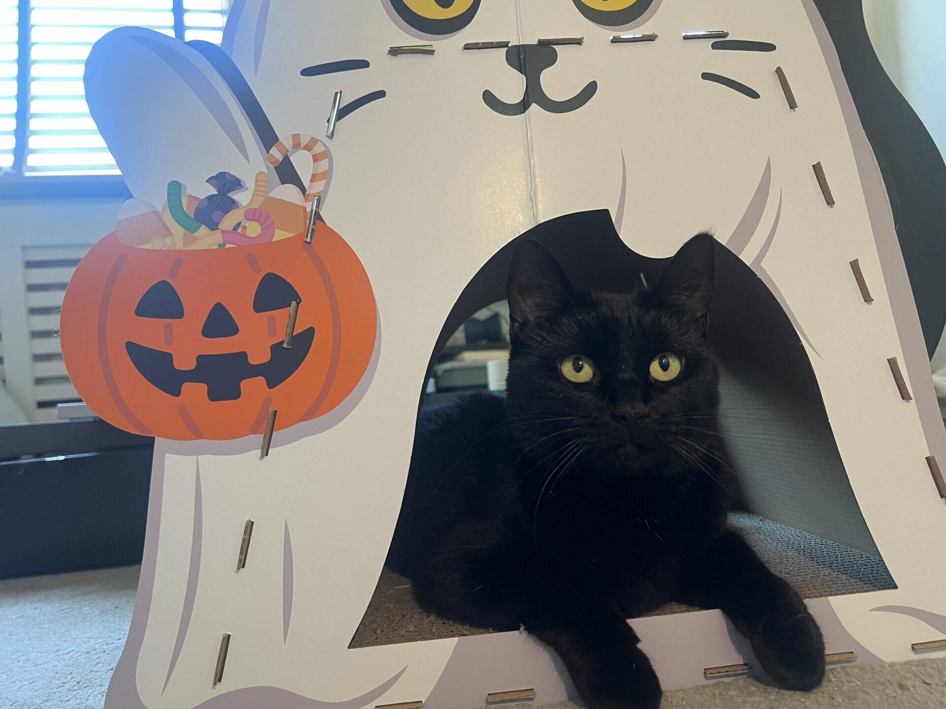 A black cat with yellow eyes rests inside a Halloween-themed cardboard house decorated with a white ghost, a smiling jack-o’-lantern, and sweet illustrations. Light shines through a window in the background.