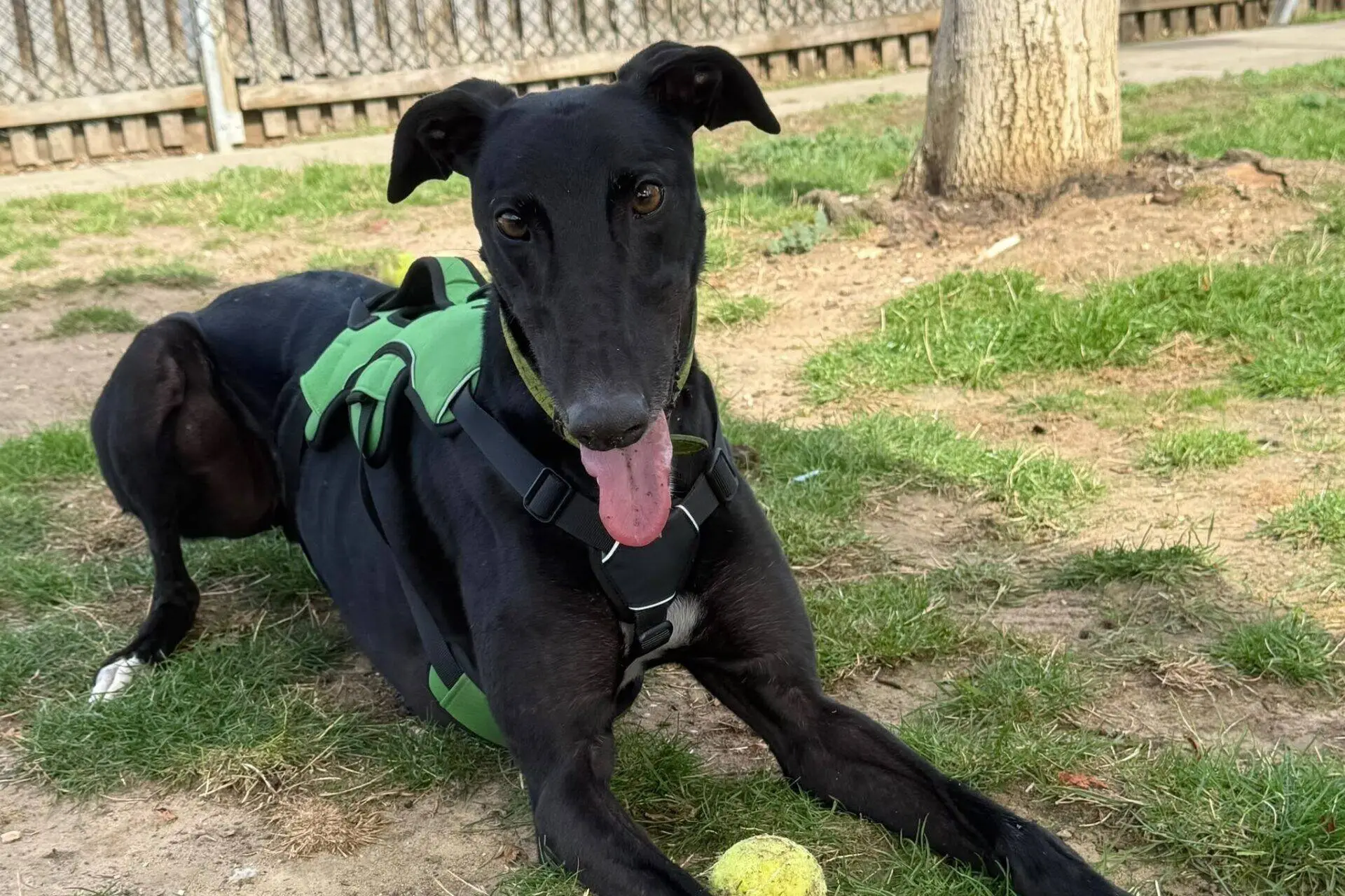 Reggie, a 6 years old male Greyhound available for adoption from Woodgreen in Cambridgeshire