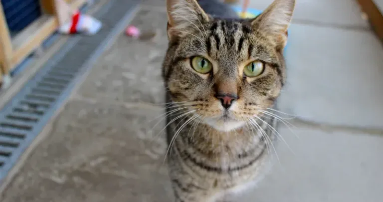 Tabby cat outside