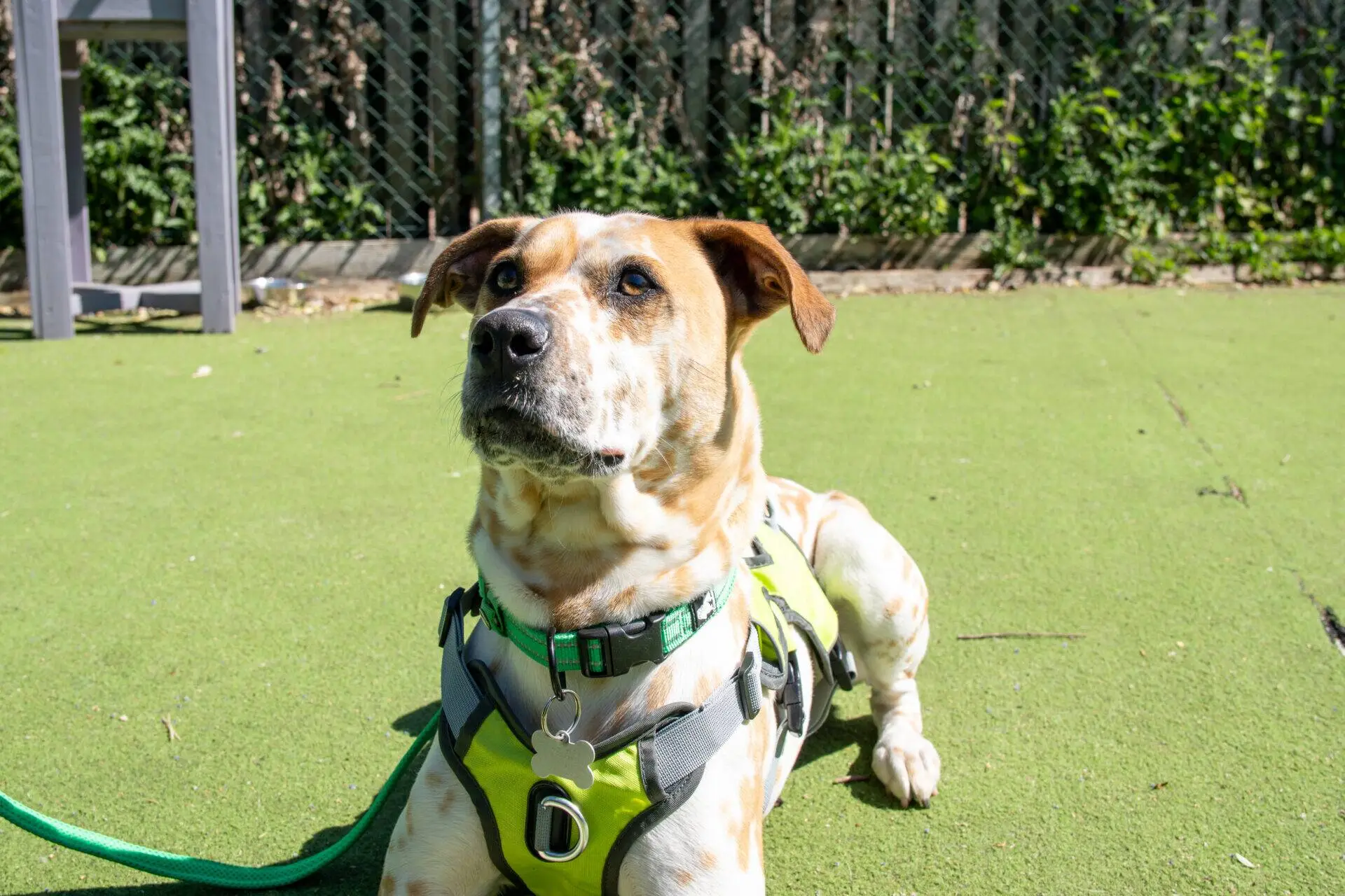 A tan and white dog with a green harness lies on artificial grass, looking up attentively. Sunlight shines on the dog's face, and there is a fence and greenery in the background.