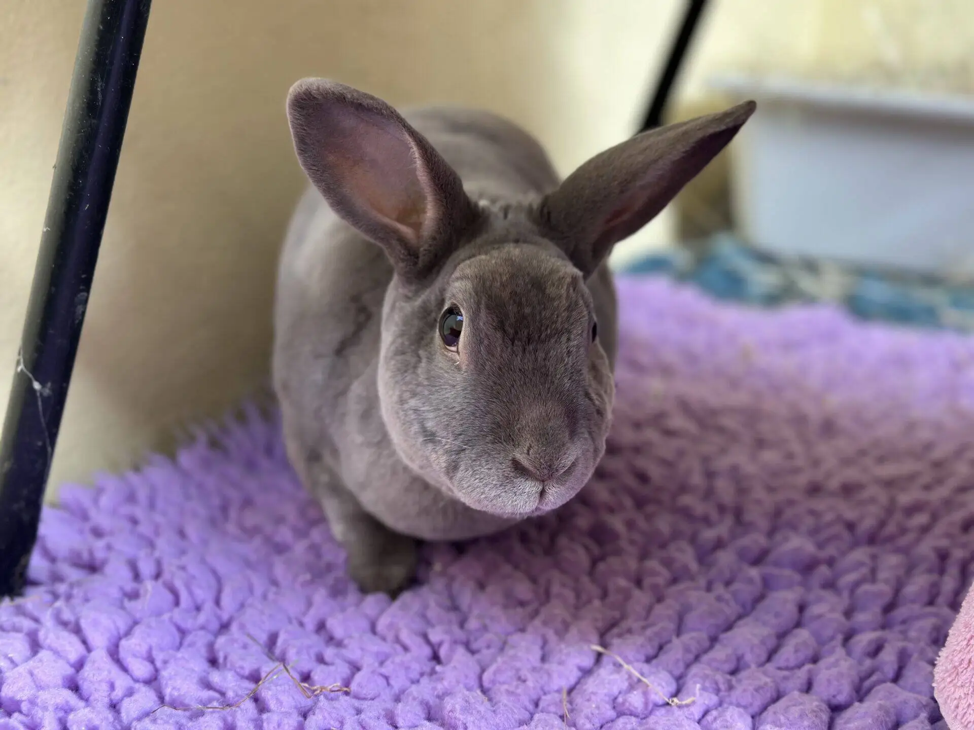 A grey rabbit with upright ears sits on a textured purple mat, looking towards the camera. The background includes a beige wall and a blurred dig box.