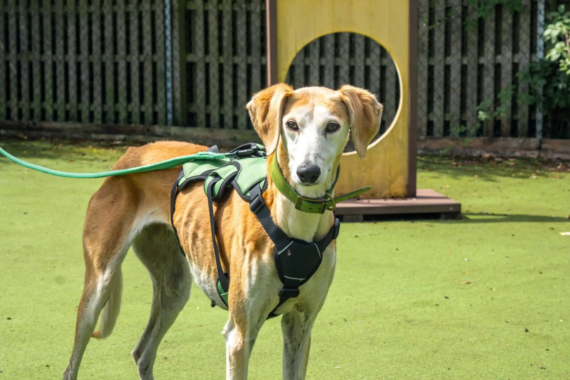 A tan and white lurcher wearing a green harness stands on grass, looking at the camera. A wooden agility ring and a fence are in the background.