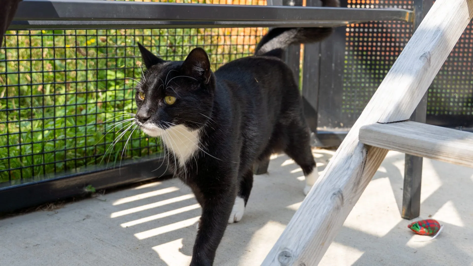 A black and white cat with yellow eyes walks under a wooden ladder outside on a sunny day. There is a mesh fence in the background and a small colorful toy on the ground nearby.