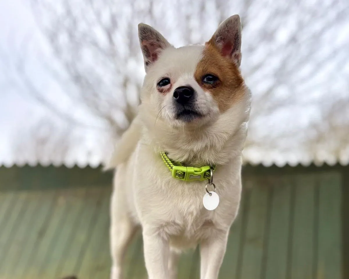 A small white Bruno crossbreed with a brown patch over one eye and ear stands outside wearing a neon green collar with a round tag. The background shows a blurry wooden fence and leafless trees.