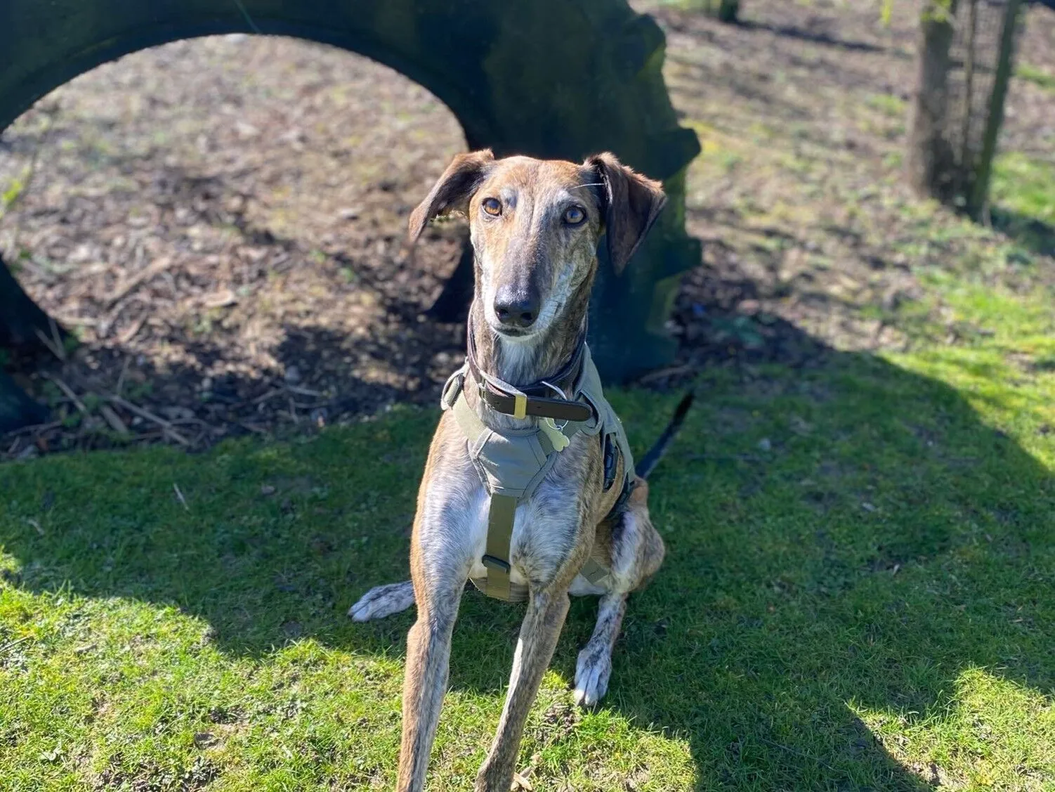 A slender brown and white lurcher wearing a harness sits on green grass in a sunny outdoor setting, with a large tyre and trees in the background.