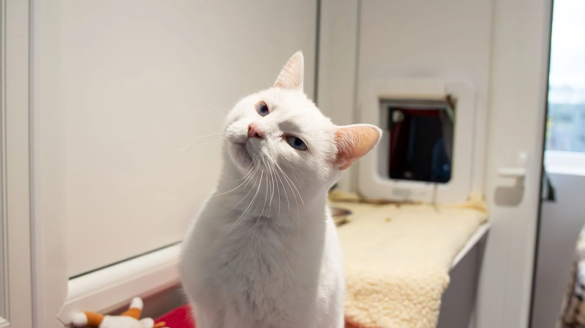 A white cat with blue eyes tilts its head while sitting indoors near a cat flap and a cozy blanket, with toys and a food bowl nearby.