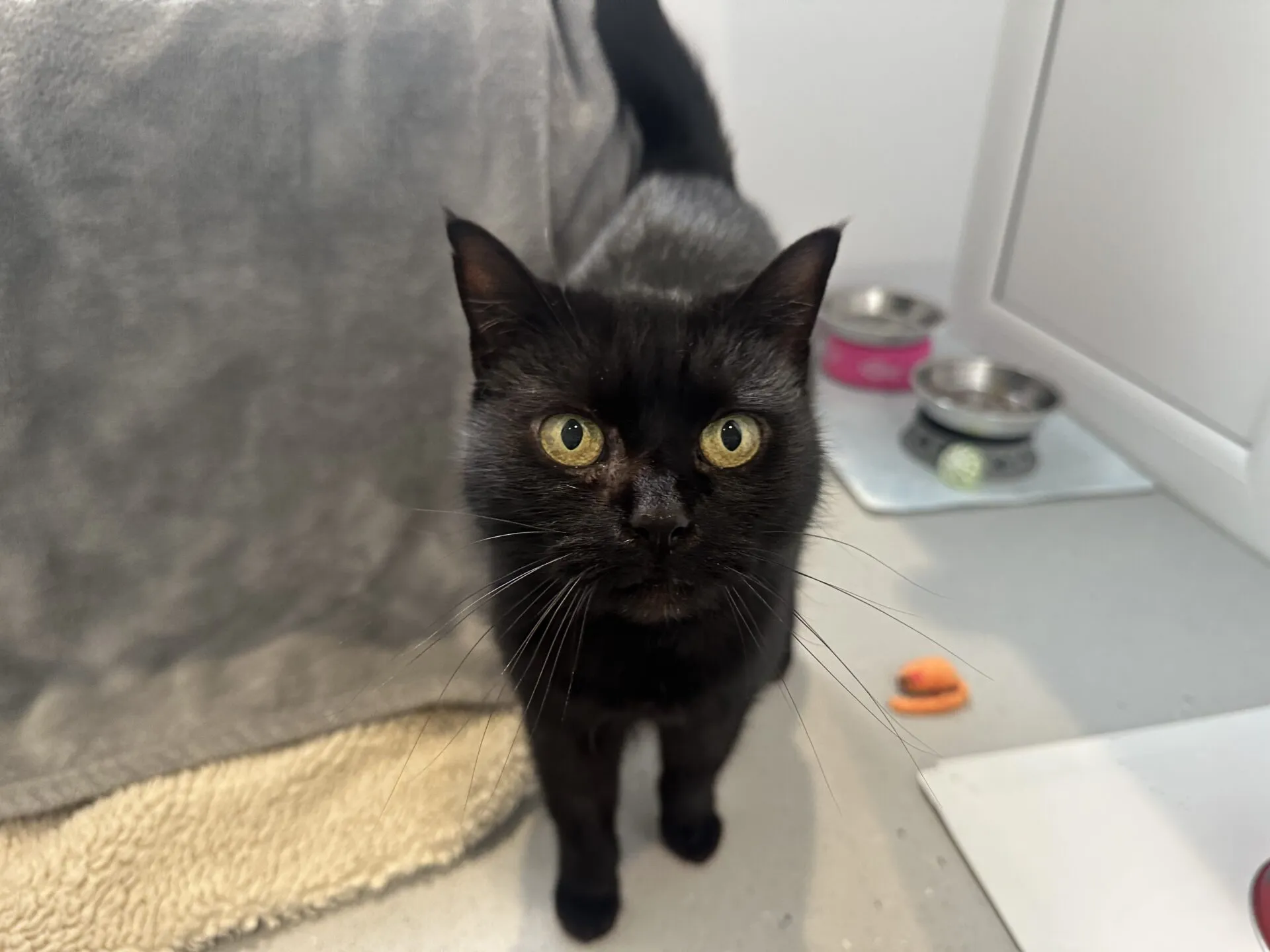 A black cat with yellow eyes stands on a light-colored floor, looking up at the camera. Behind the cat, there are food bowls, a blanket, and a small orange toy.