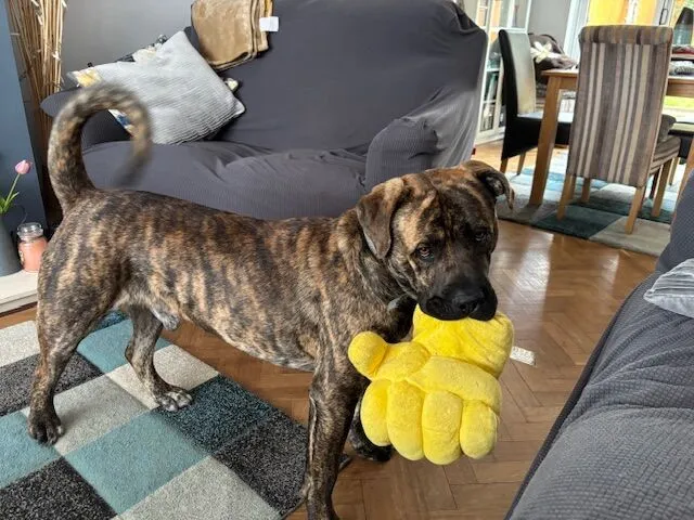A brindle Mastiff X stands indoors on a patterned rug, holding a large yellow plush toy in its mouth. The room features a grey-covered sofa, dining table with striped chairs, and wooden flooring.