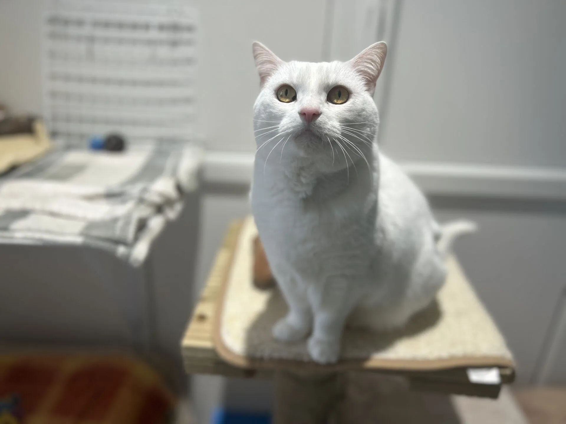 A white cat with yellow eyes sits upright on a beige cat perch, looking up. The background shows a table with a grey checked blanket and blurred household items.