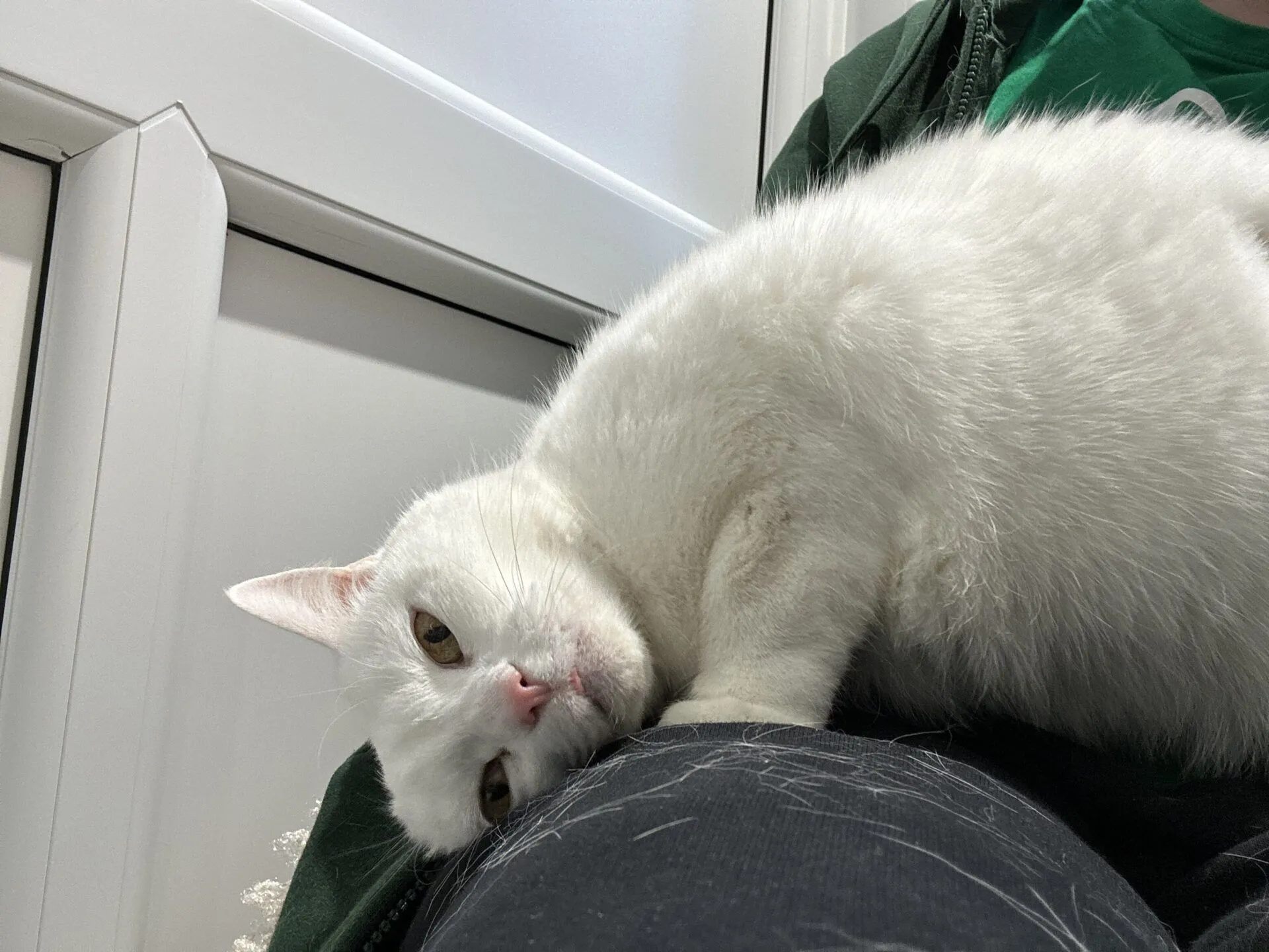 A white cat lies on its side on a person’s lap, looking up with relaxed eyes. The person’s trousers are covered in white cat fur. The background shows a white window frame.