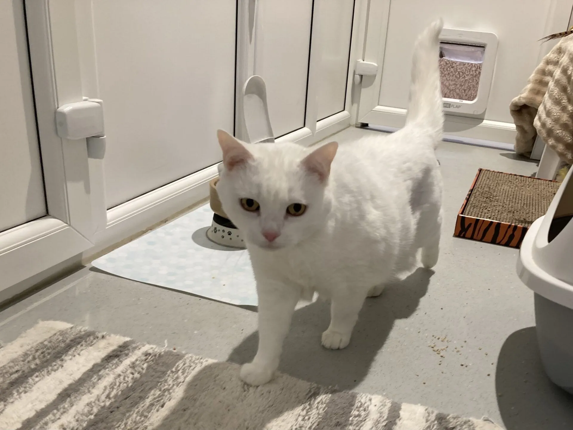 A white cat with yellow eyes walks across a room with light-colored flooring. There’s a striped rug, scratching pad, food bowl, and a cat flap in the background.