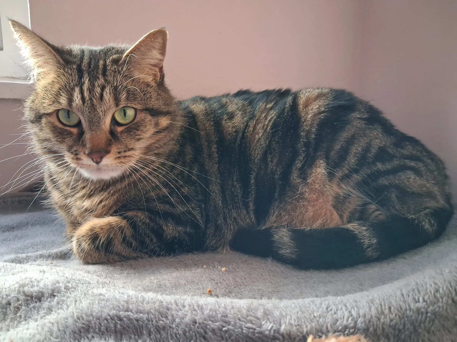 A tabby cat with green eyes lies curled up on a grey blanket in the sunlight, next to a pale-coloured wall.