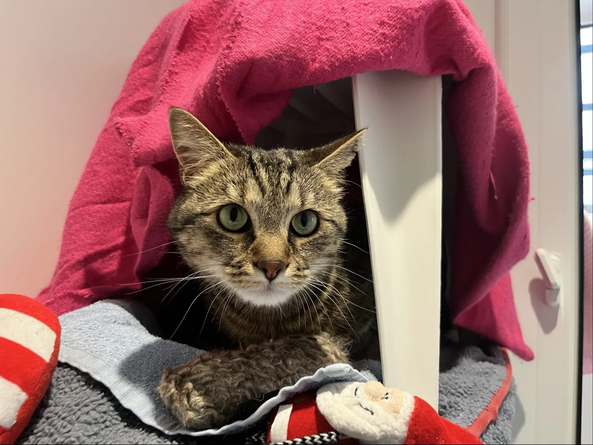 A tabby cat with green eyes rests under a pink towel draped over a structure, surrounded by blankets and a red-and-white soft toy in a cosy indoor setting.