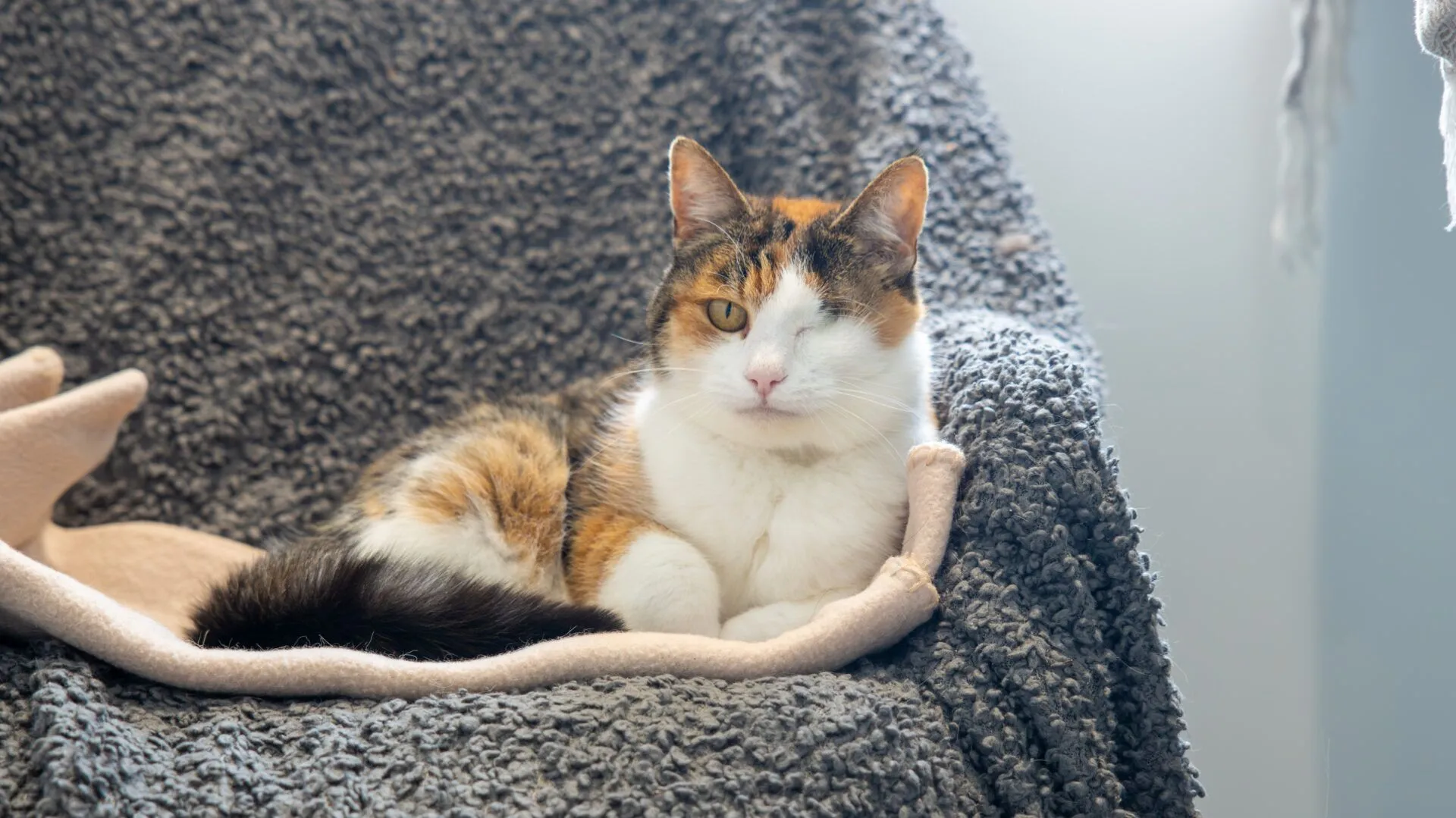A tortoiseshell-and-white cat with one eye lounges on a soft, textured grey blanket in bright natural light. The cat looks relaxed and gazes calmly at the camera.