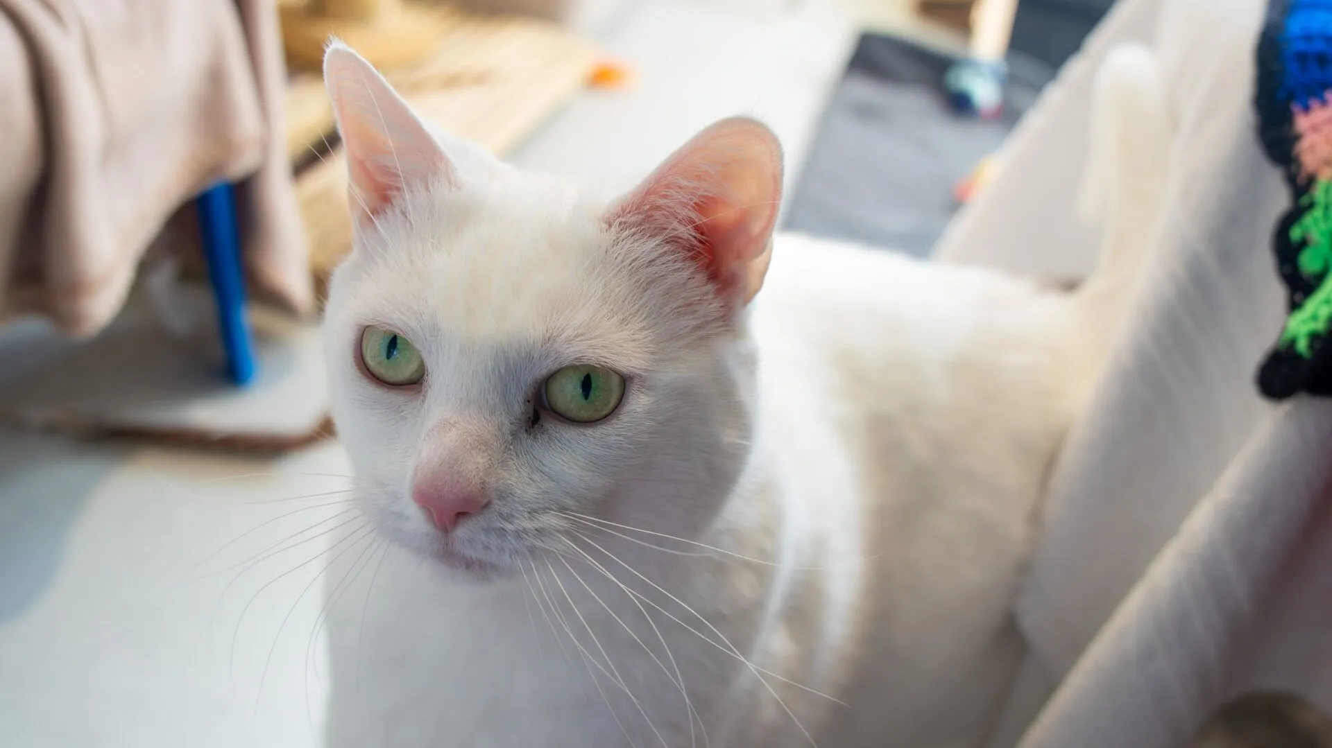 A white cat with green eyes looks up attentively in a brightly lit room, with blankets and household items visible in the background.