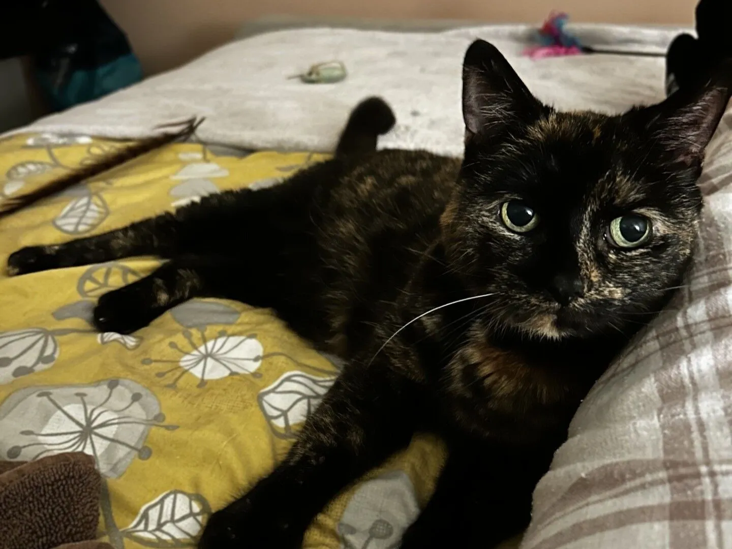 A tortoiseshell cat with green eyes lies comfortably on a bed with a yellow and grey floral blanket, gazing towards the camera. Cat toys are visible in the background.