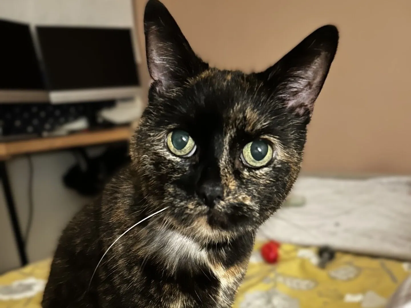 A close-up of a tortoiseshell cat with green eyes sitting on a bed with a yellow patterned duvet; a desk with a computer is visible in the background.