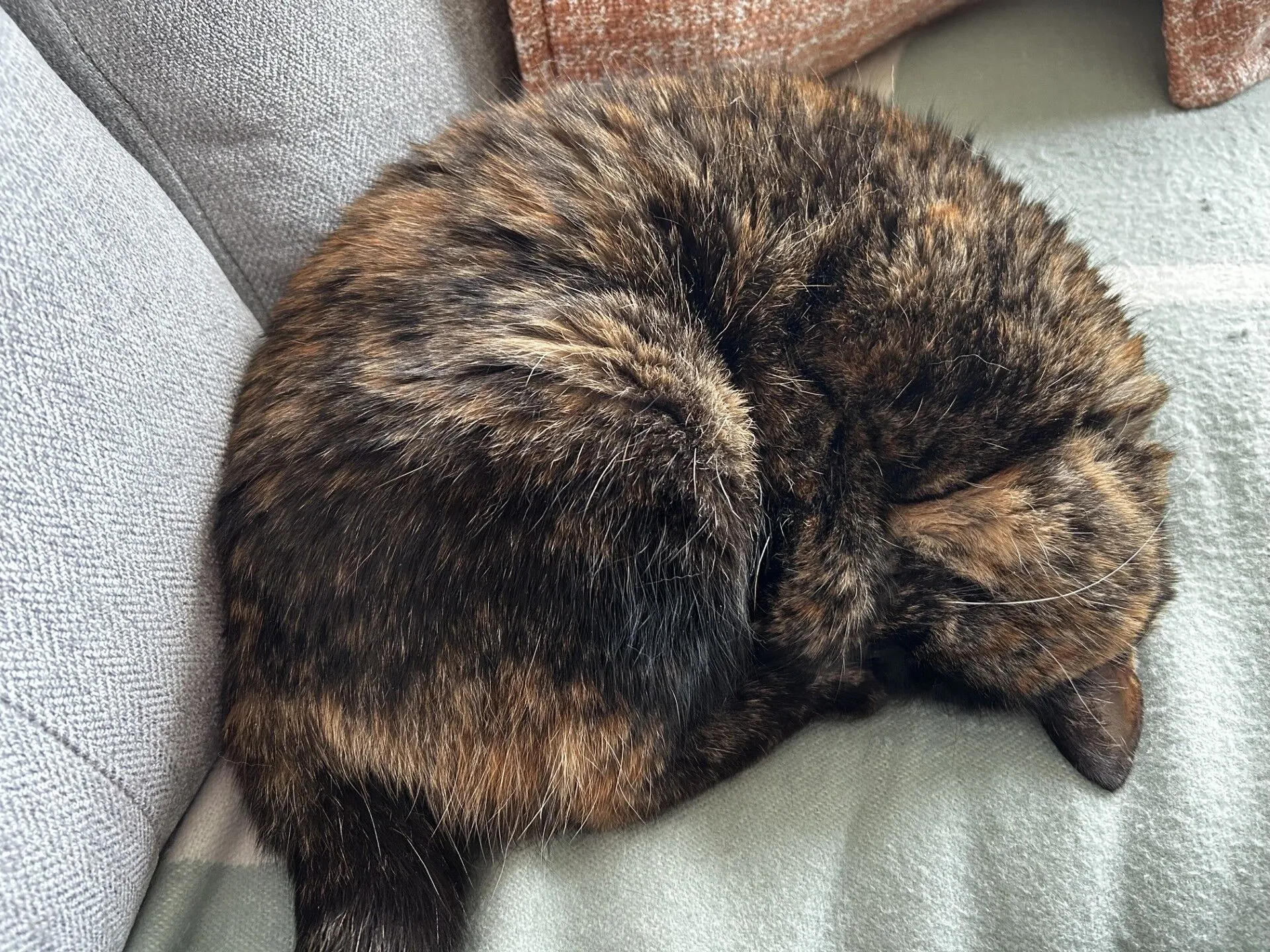 A tortoiseshell cat is curled up and sleeping on a light-coloured blanket on a sofa, with its head tucked in and fur blending in shades of brown, black, and orange.