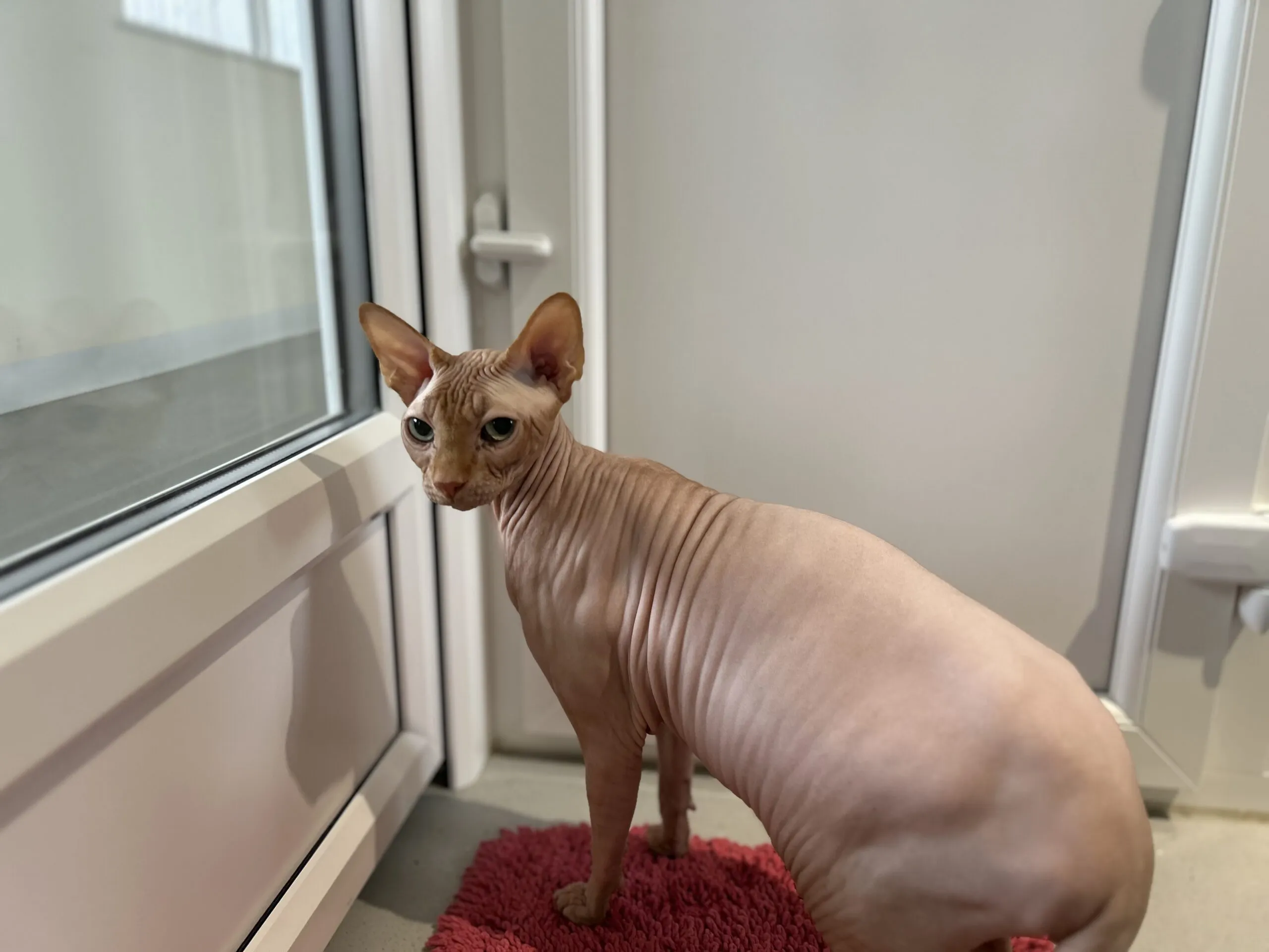 A hairless Sphynx cat with wrinkled skin stands on a red carpet near a glass door, looking back over its shoulder.