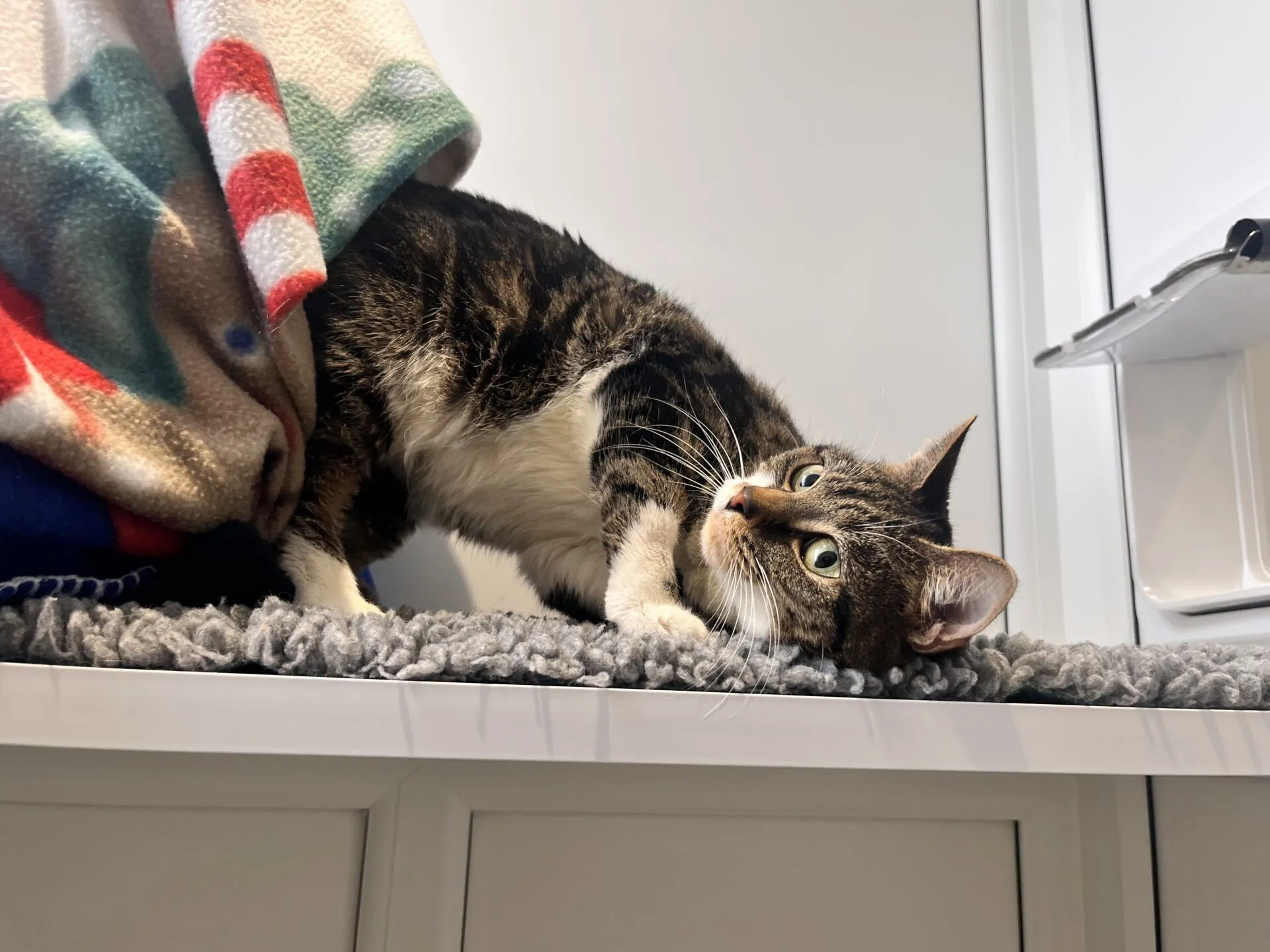 A tabby cat with white paws lies on a grey rug, pressing its head against the surface and peeking out from under a colourful blanket draped over its back. The cat looks relaxed and curious.