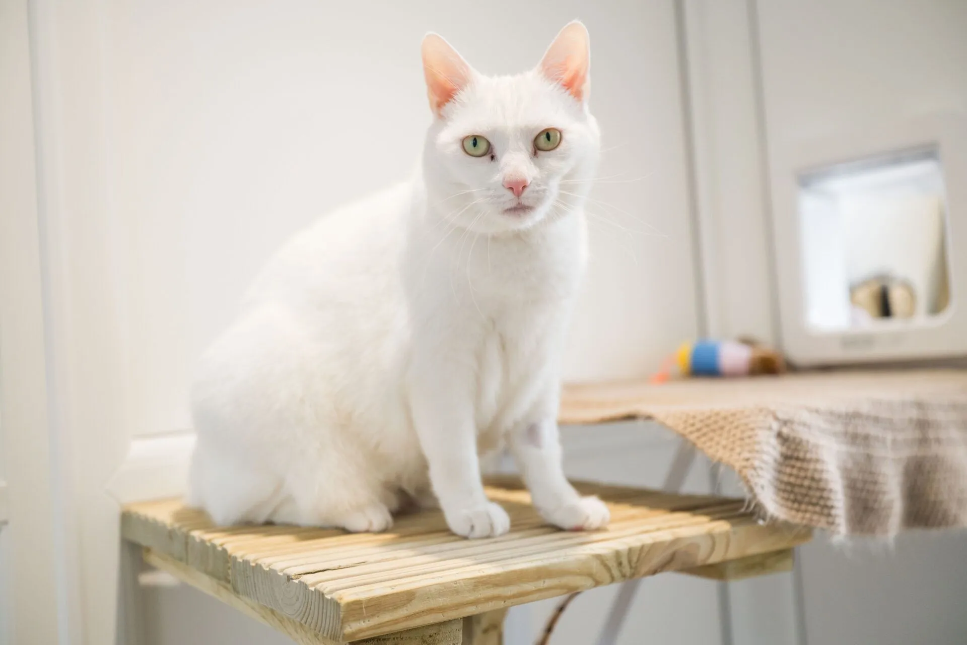 A white cat with green eyes sits on a wooden platform indoors, near a beige cloth and a small cat flap in the background.