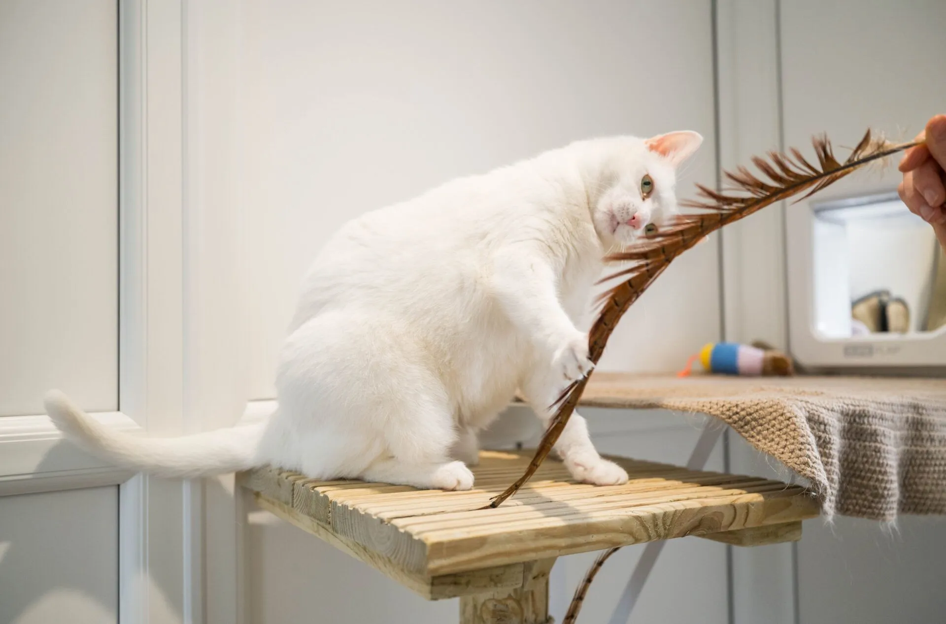 A white cat sits on a wooden shelf, playfully batting at a dried palm leaf held by a person. There are some cat toys and a scratching pad in the background.