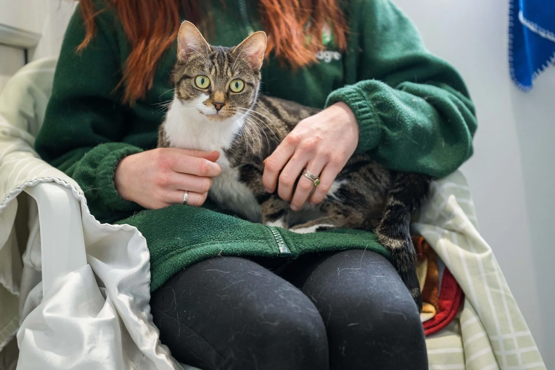 A tabby cat with white paws sits on a person's lap. The person is wearing a green jumper and black trousers, with visible cat hair on the fabric. The cat looks alert and the person's hands rest gently on its back.