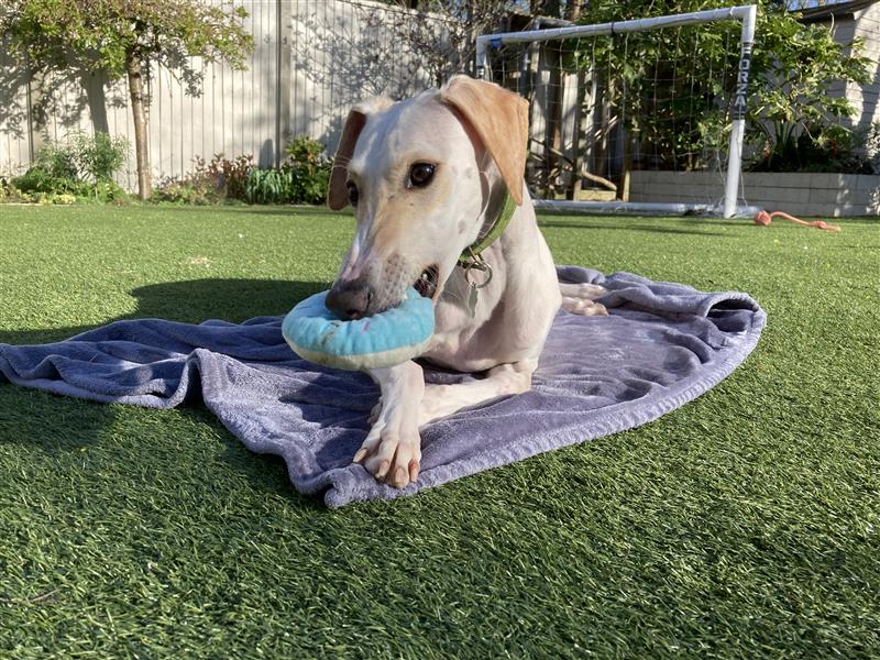 A Lurcher lies on a grey blanket on the grass, holding a blue and white toy in its mouth, with a football goal and trees in the background.