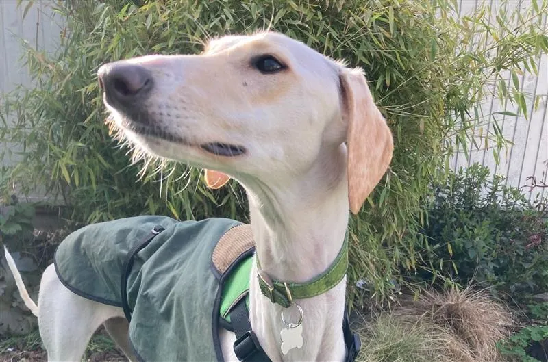 A light-coloured Lurcher with short fur and floppy ears wears a green coat and collar, standing outdoors in front of green foliage and a white fence.