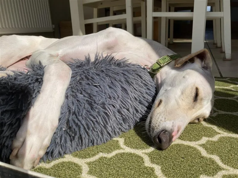 A light-coloured Lurcher with a green collar is sleeping on a fuzzy grey bed, lying on its side in a sunlit room with a green patterned rug and white furniture in the background.