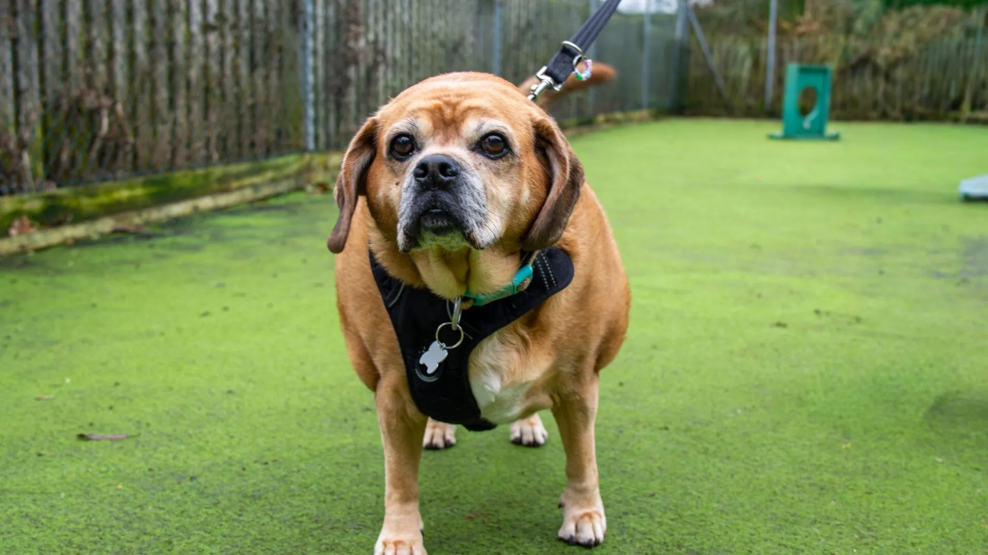 A brown, older dog wearing a black harness stands on a green outdoor surface while on a lead, looking directly at the camera. A fence and some outdoor equipment are visible in the background.