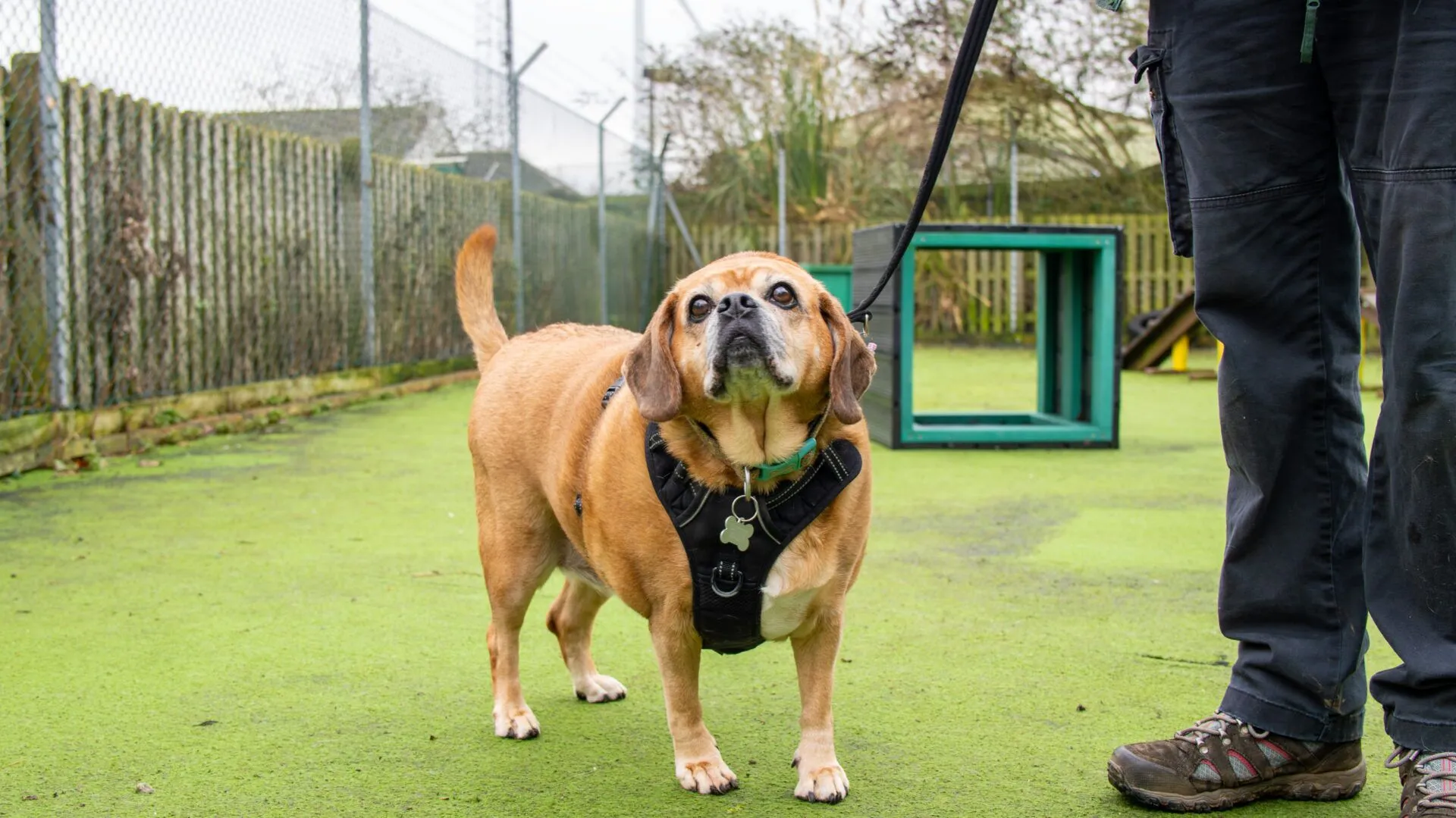 A brown dog wearing a black harness stands on green artificial grass, looking up while on a lead held by a person whose legs are partially visible. There is a fence and some equipment in the background.