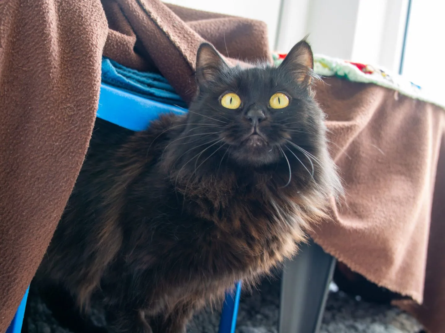 A long-haired black cat with bright yellow eyes stands under a blue chair draped with a brown blanket, looking up attentively. Sunlight streams in from the window nearby.