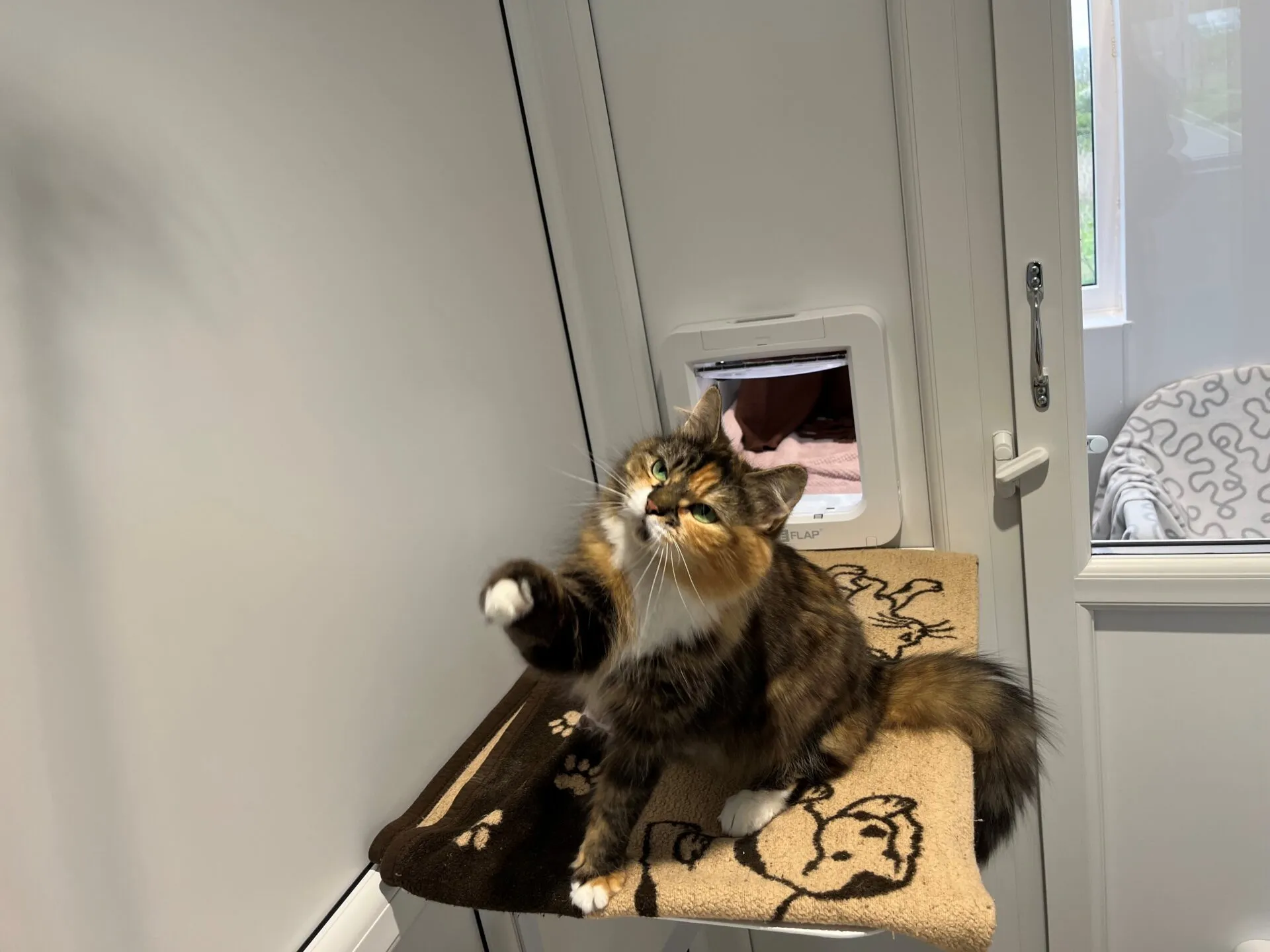 A fluffy brown and white cat sits on a blanket-covered platform by a cat flap, raising one paw as if to play or reach for something. The room is bright with white walls and a window in the background.