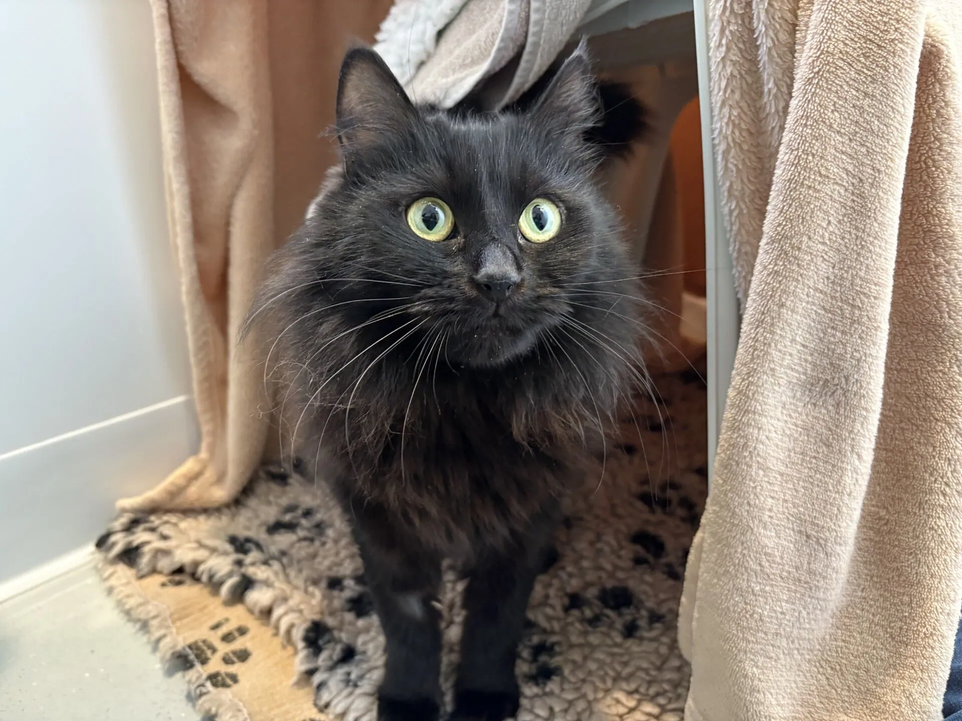 A fluffy black cat with bright green eyes stands on a patterned rug, surrounded by beige blankets, looking up attentively.