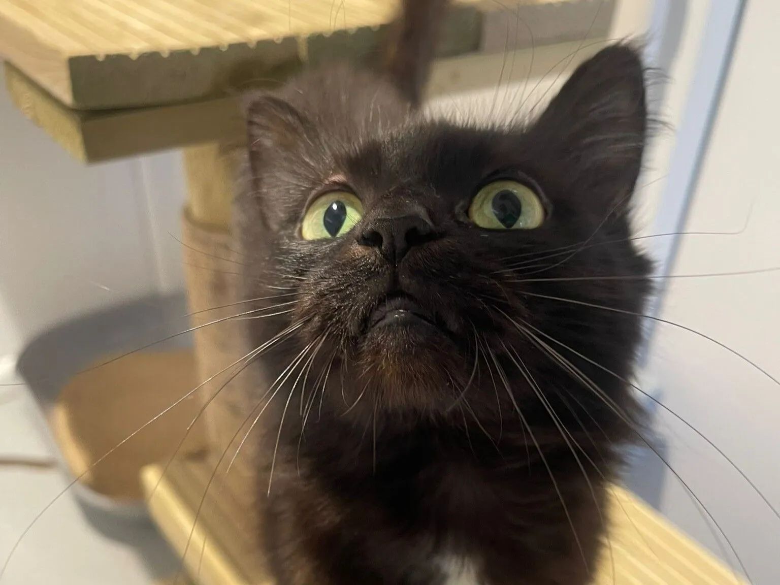 A close-up of a black cat with green eyes looking upwards, with its whiskers spread out and mouth slightly open. The background shows a light-coloured cat tree.