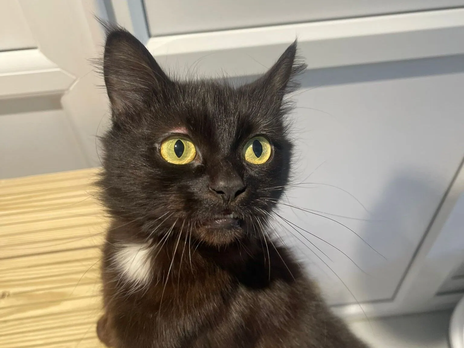 A black cat with bright yellow eyes and a small white patch on its chest sits on a wooden surface indoors, looking slightly upward with a curious expression. White cupboards and walls are in the background.