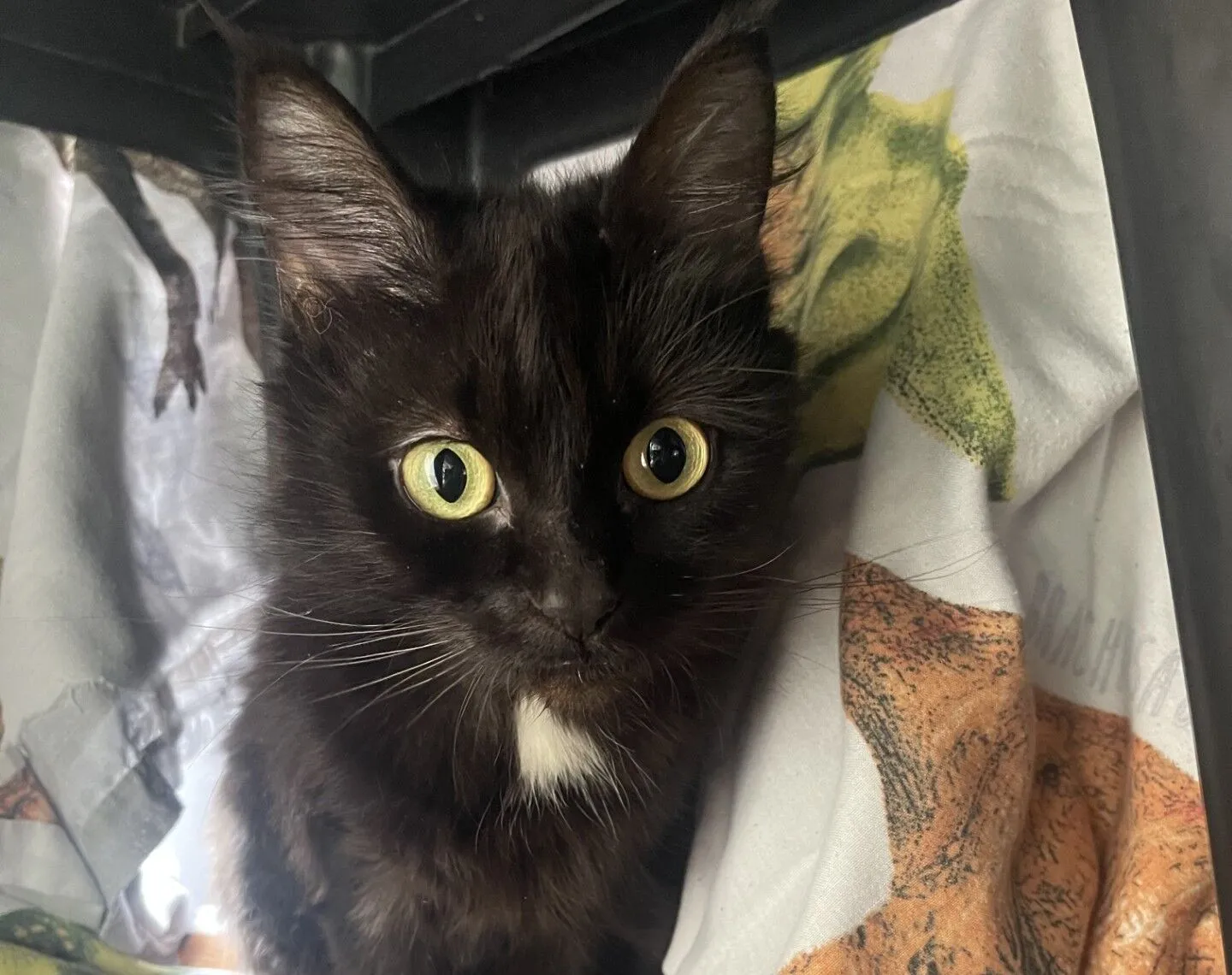 A black cat with bright yellow eyes and a small white patch on its chest sits on a rug, looking up at the camera with wide eyes.