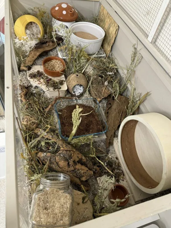 A hamster enclosure filled with natural elements like dried grass, twigs, wood hides, a sand bath, food dishes, a glass jar of mealworms, a large exercise wheel, and a ceramic mushroom-shaped house to make your hamster feel at home.