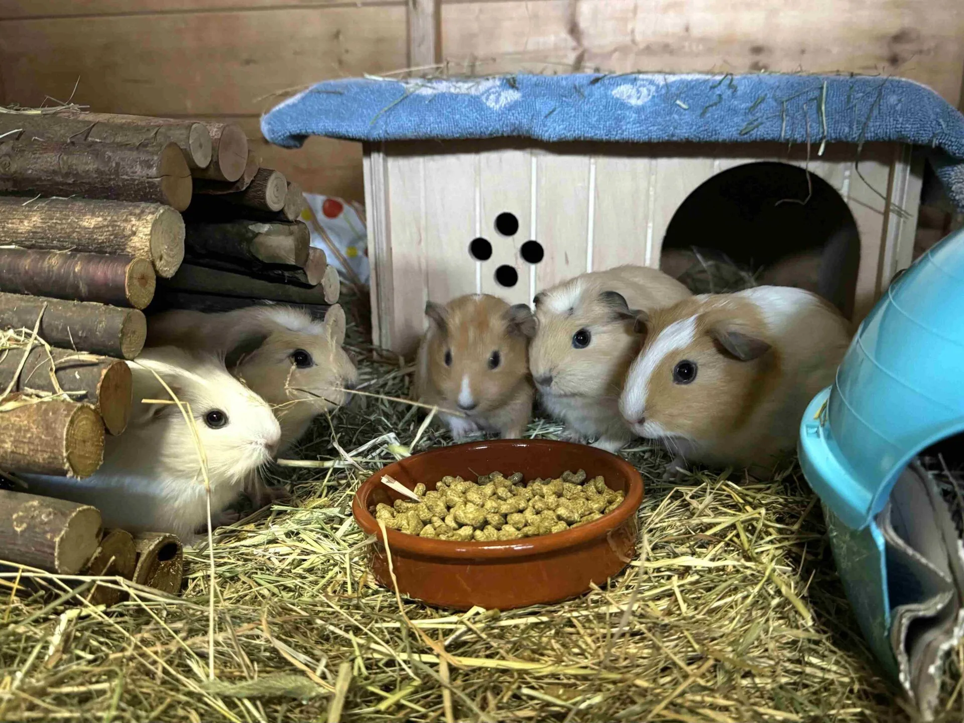 Five brown and white Woodgreen guinea pigs are huddled among straw and enrichment around a food bowl
