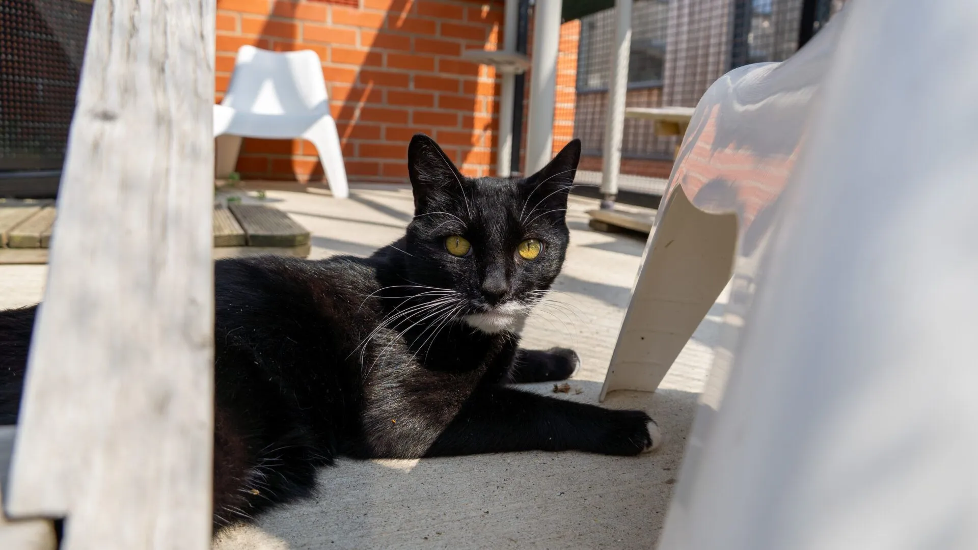 A black cat with yellow eyes and a white patch on its chest lies on a sunlit patio, surrounded by plastic chairs and a brick wall in the background.