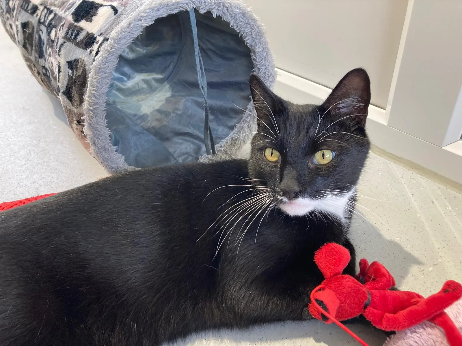 A domestic short hair black and white cat with yellow eyes lies on the floor near a fabric tunnel, resting its head on a red plush toy.