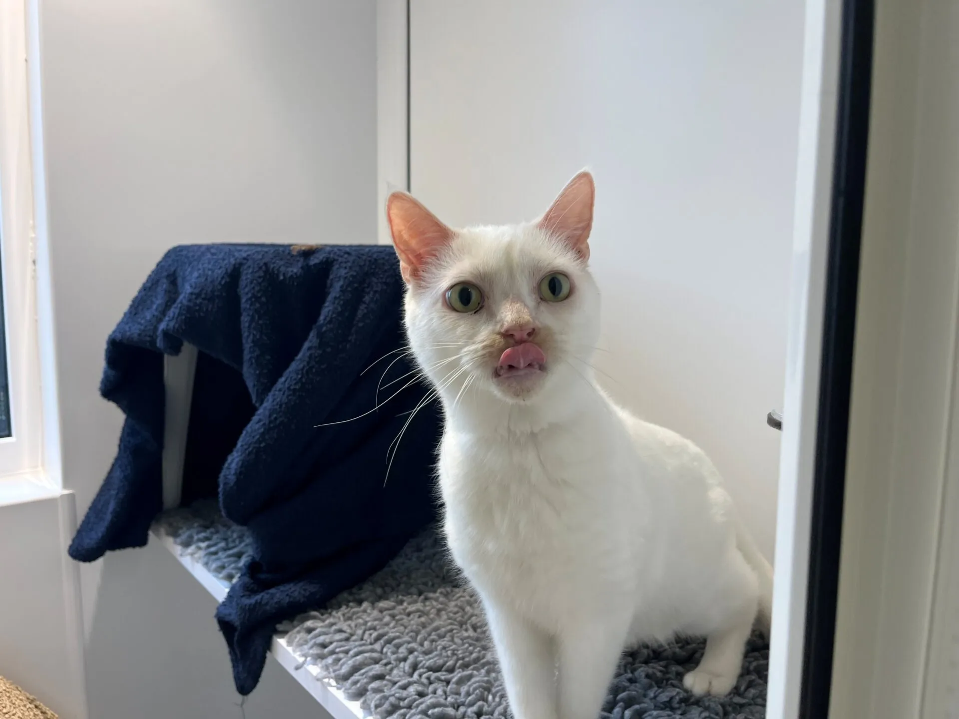 A white cat with green eyes sits on a gray textured mat in a white room, licking its nose with its tongue slightly out. A dark blue blanket is draped over a shelf behind the cat.