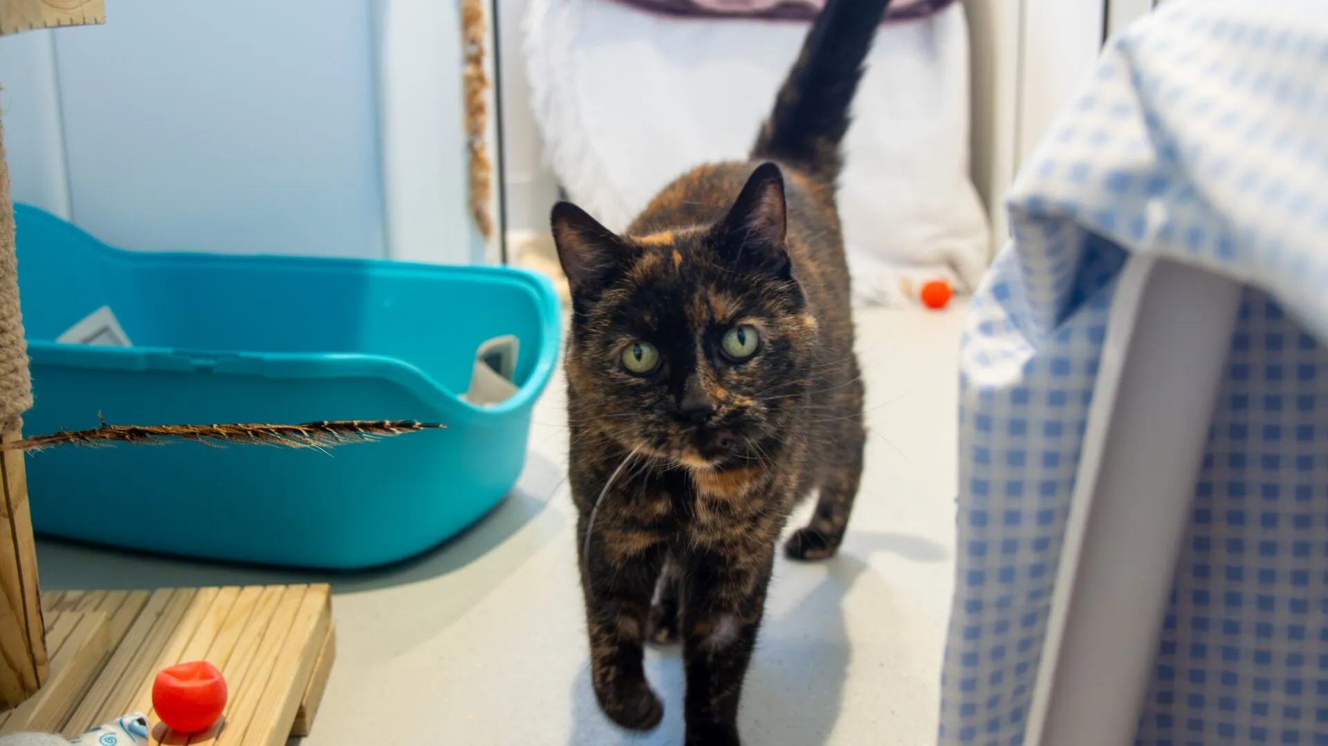 A tortoiseshell cat with green eyes walks on a light-coloured floor near a blue litter tray and a scratching post, with household items visible in the background.