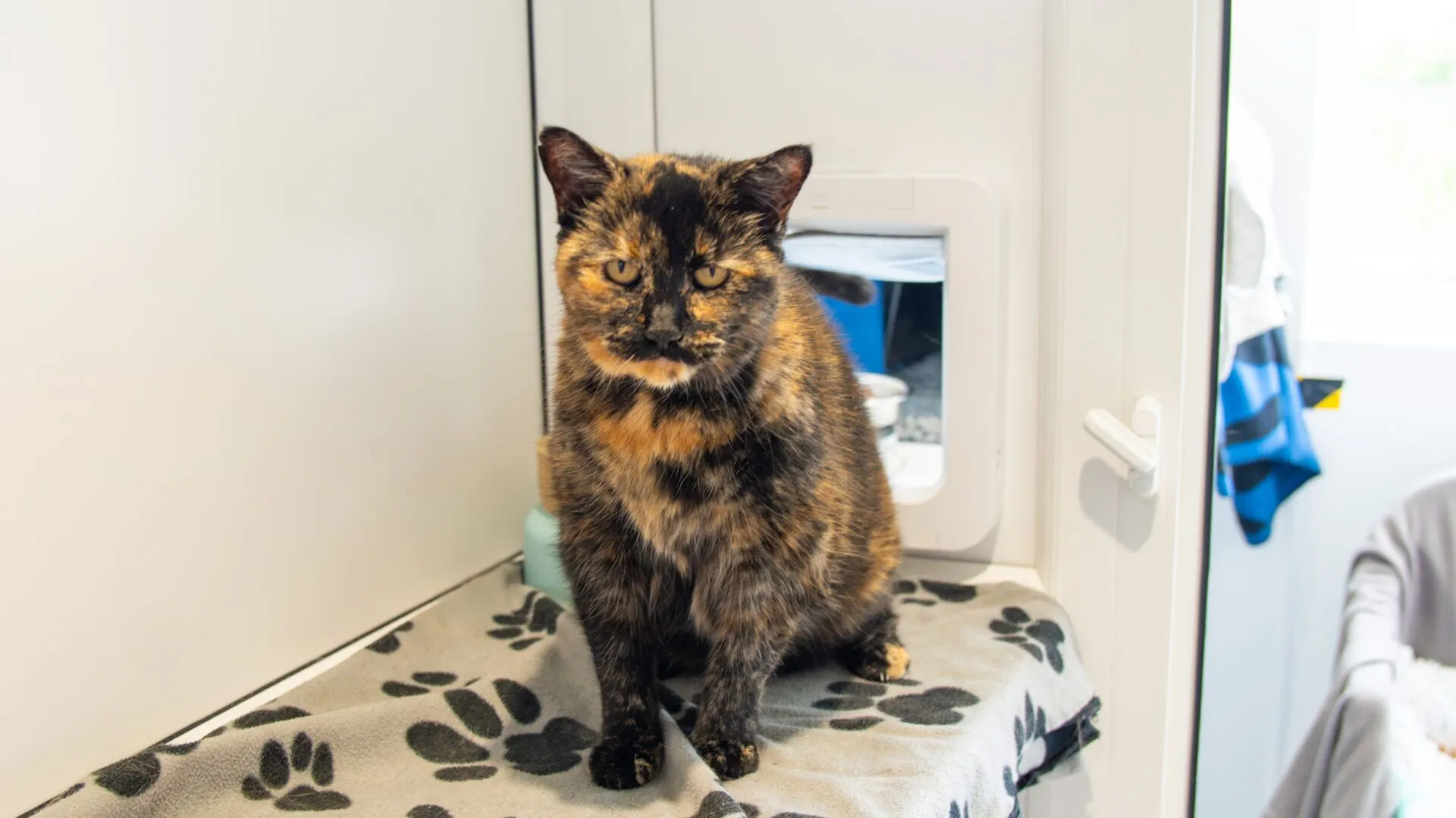 A tortoiseshell cat with orange and black fur sits on a grey blanket with black paw prints in a bright room near a cat flap.